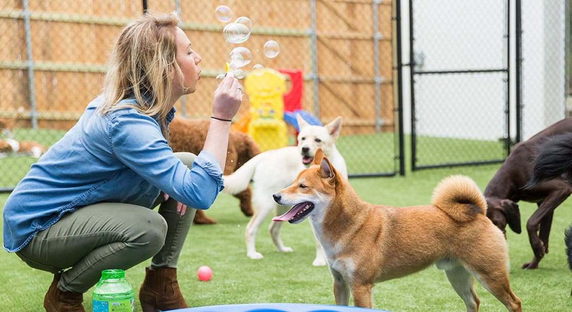 5 lustige Indoor -Spiele zum Spielen mit Ihrem Hund