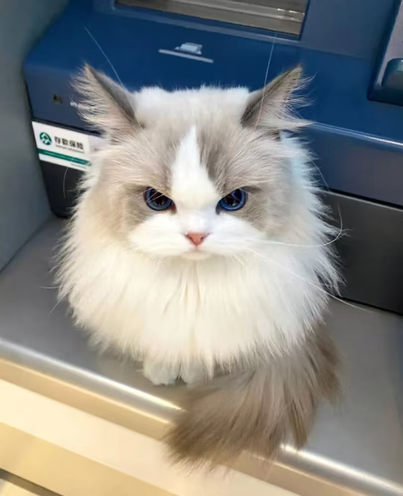 Warum haben Katzen eine Vorliebe für Höhen?