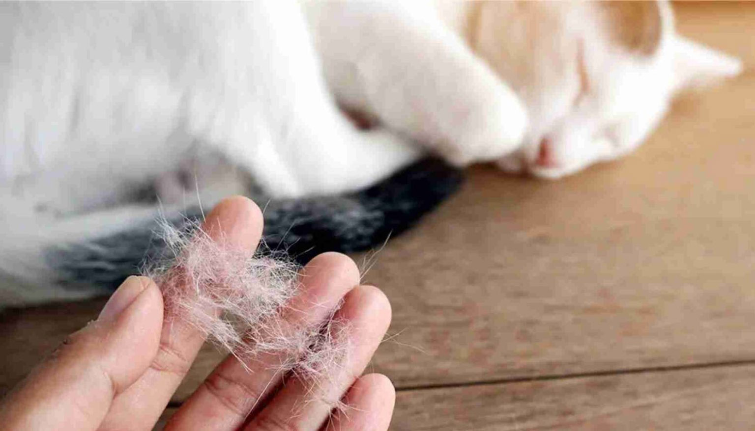 Warum vergießt meine Katze so viel?
