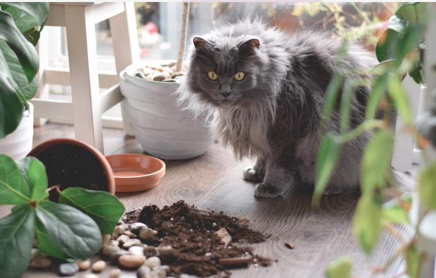 Warum Katzen Dinge von Tischen werfen (und was sie wirklich denken)