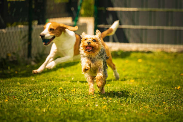 Smart Tipps für erfolgreiche Hundewanderungen: trainieren Sie Ihren Welpen wie ein Profi