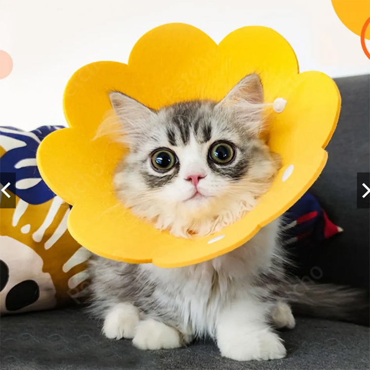 Haustierkegel Elizabeth spürte schützende Erholungshundkatze Kragen